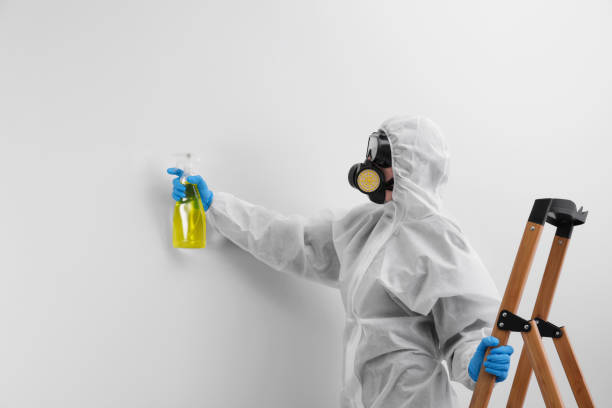 Best Emergency Mold Remediation in USA